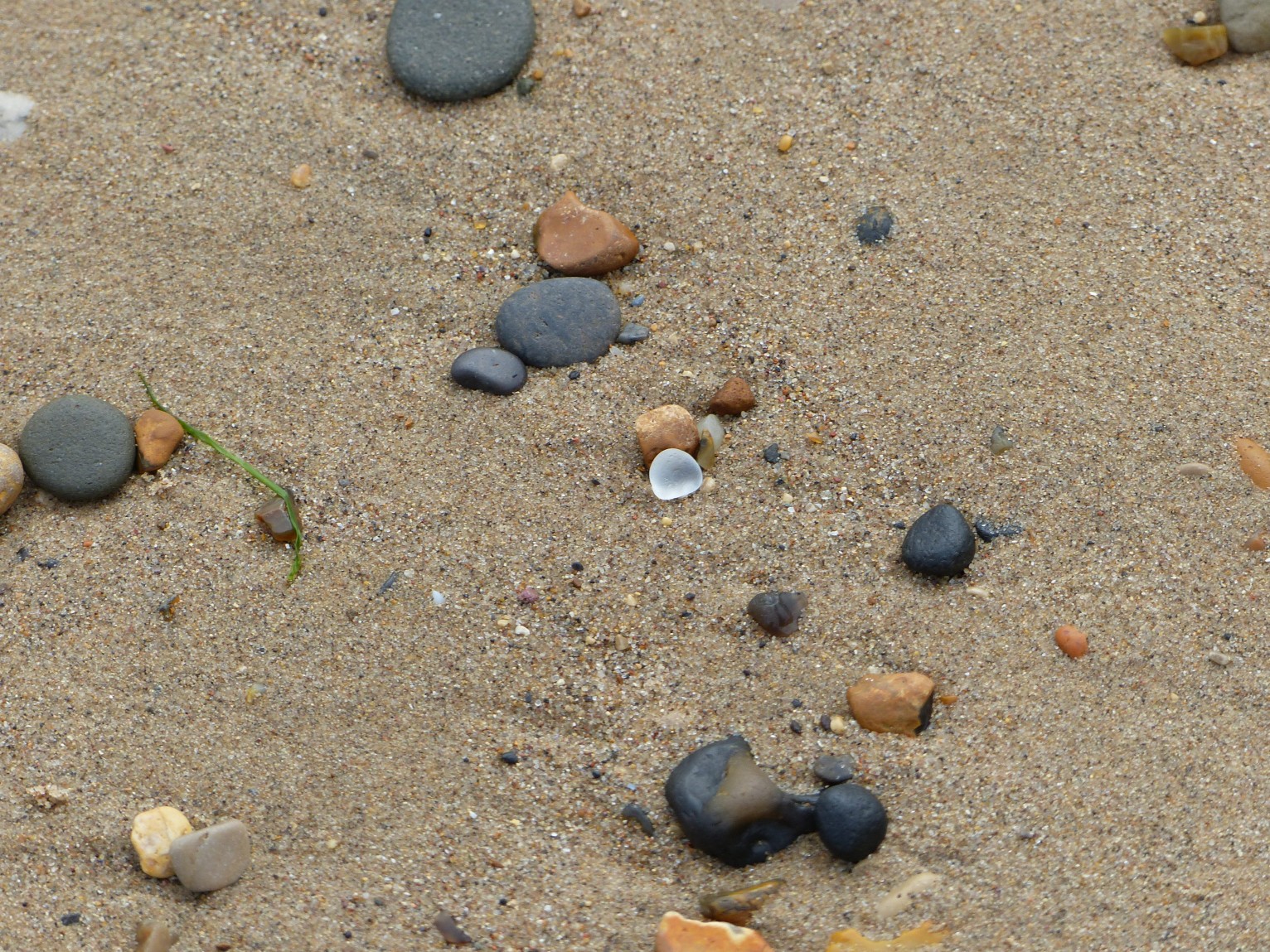 Week 5 6 Beachcombing Week 5 6
